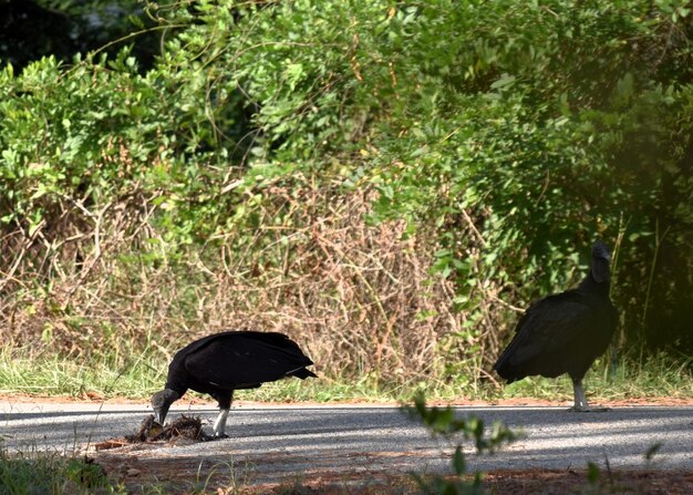 Photo birds perching against trees