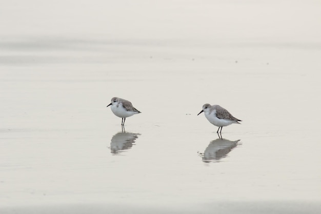 사진 해변 에 앉아 있는 새 들