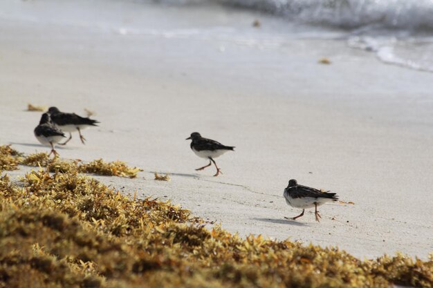 Photo birds perching on beach