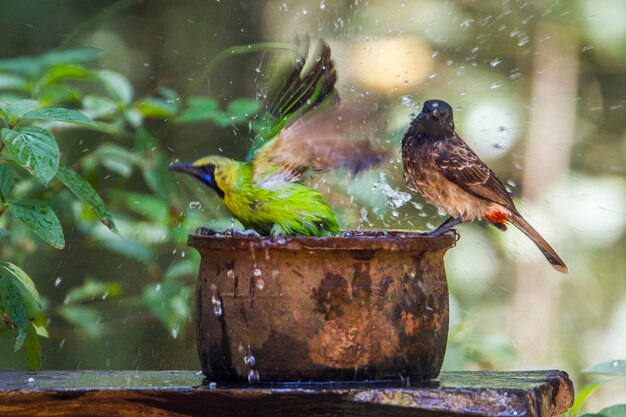 Birds perching on a bird feeder