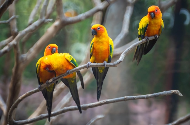 Photo birds perching on branch