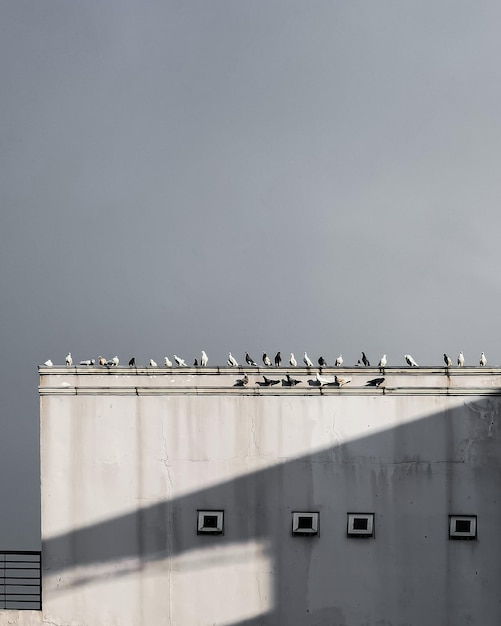 空に向かって建物に座っている鳥