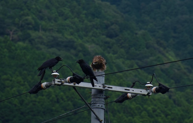 Foto uccelli appoggiati a un cavo contro gli alberi