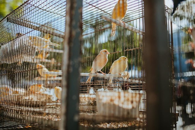 Foto uccelli appoggiati in gabbia