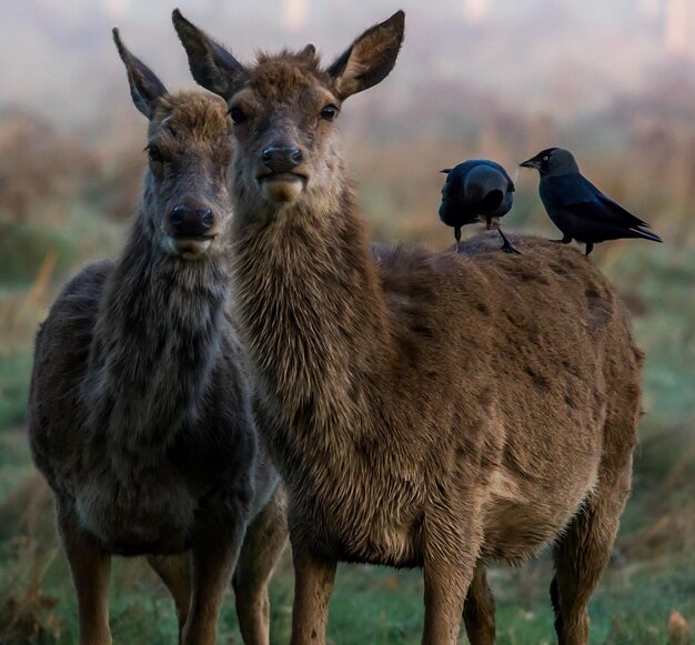 Foto uccelli appoggiati su cervi