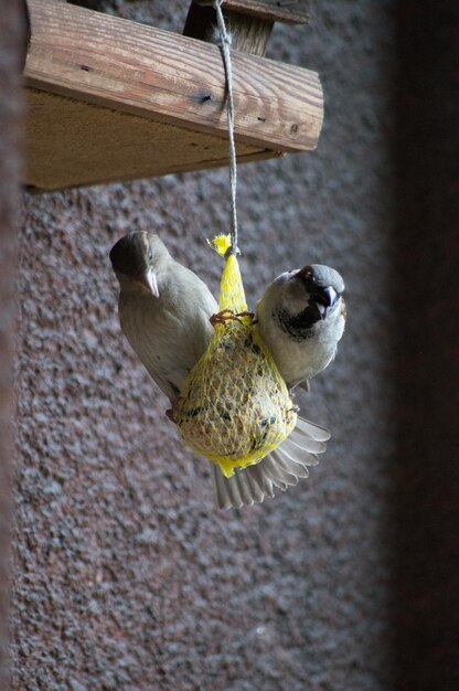 Foto uccelli appoggiati su un alimentatore