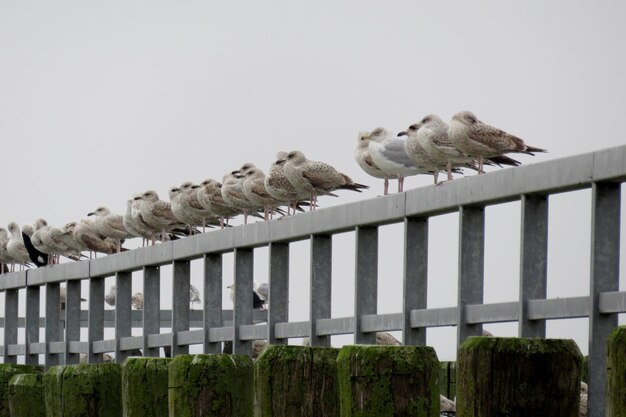 Foto gli uccelli appoggiati su una recinzione contro il cielo