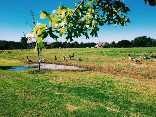 Birds perching on field against sky