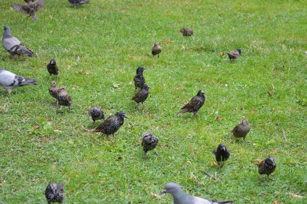 Photo birds perching on field