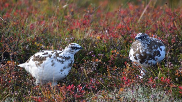 Birds perching on a field