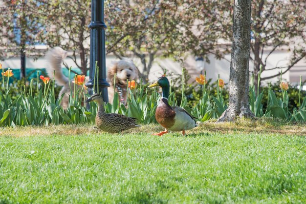 Photo birds perching on field