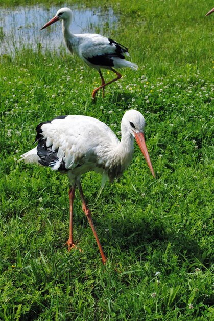 Birds perching on grassy field