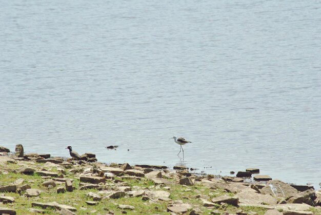 Photo birds perching on lake