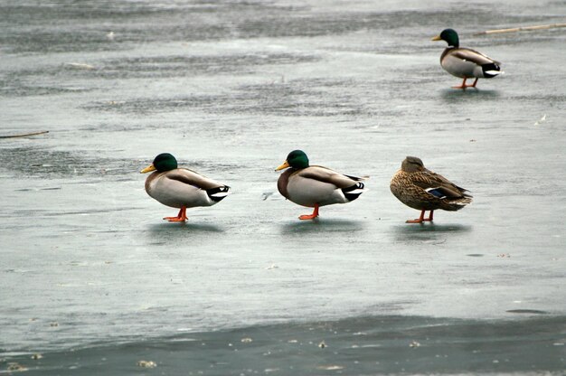 Photo birds perching on lake