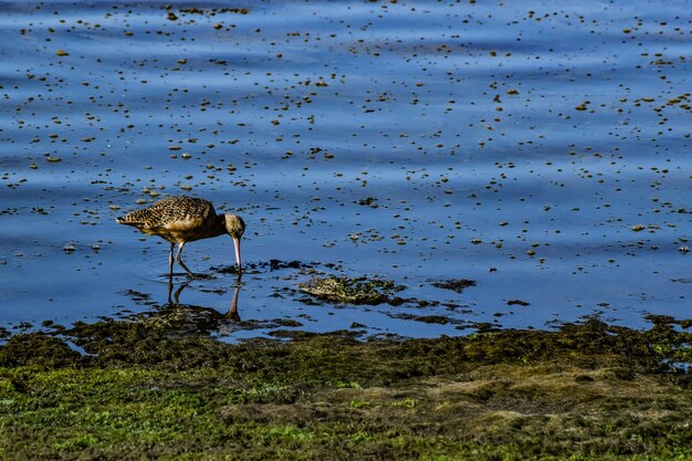 写真 空の向こうの湖の草の上に座っている鳥