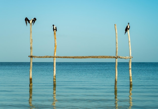 Фото Птицы, сидящие на деревянном столбе в море на чистом небе