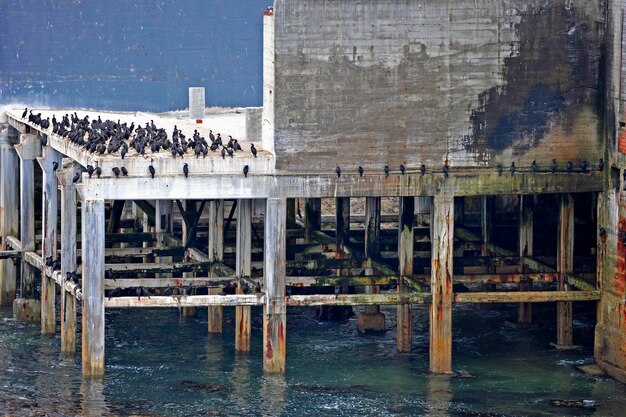 Foto gli uccelli appoggiati sul molo sopra il mare