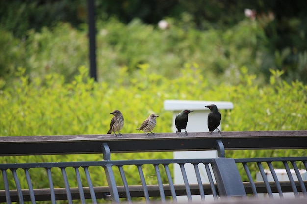 Photo birds perching on railing against trees