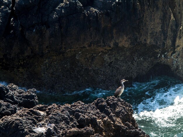 Birds perching on rock in sea