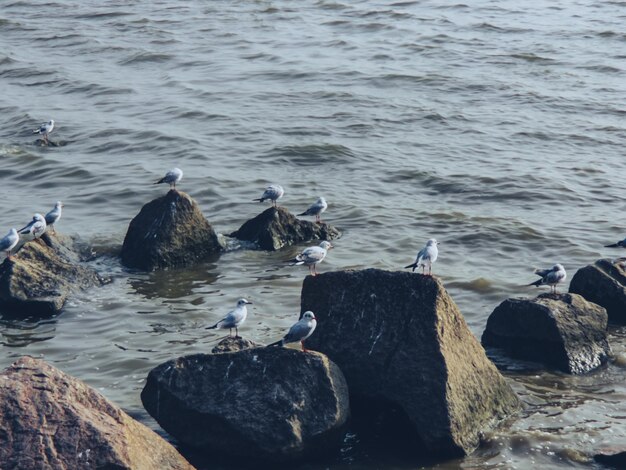 Photo birds perching on rock in sea