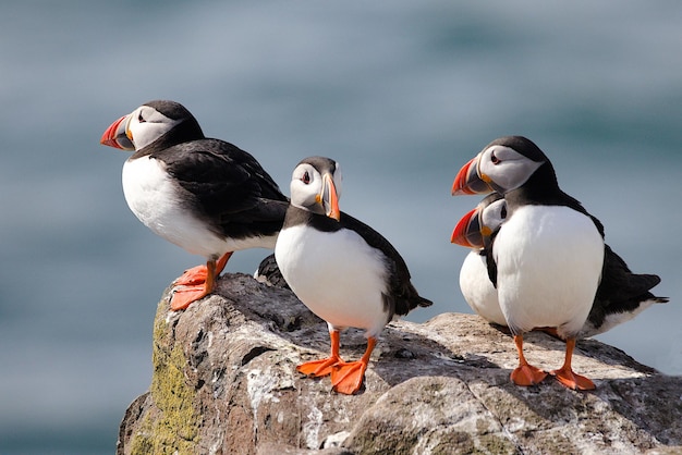 Photo birds perching on rock