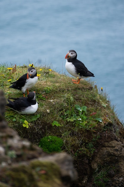 Birds perching on rock