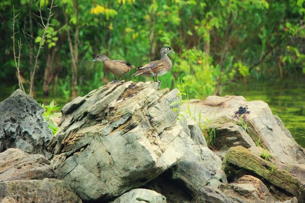 Photo birds perching on rock
