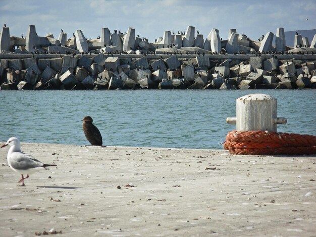 Birds perching on shore by sea against sky