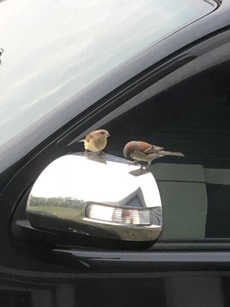 Photo birds perching on side-view mirror