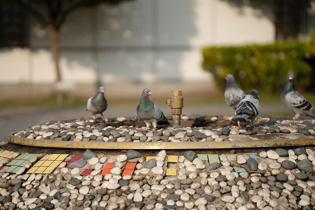 Birds perching on stone wall