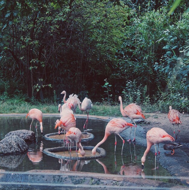 Photo birds perching on tree by water