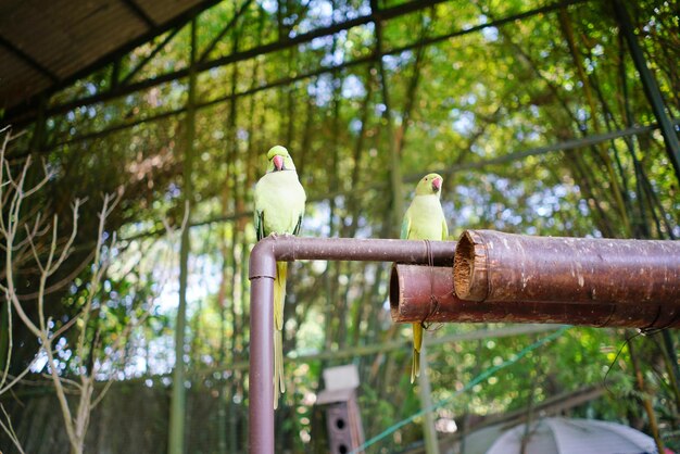 木に座っている鳥