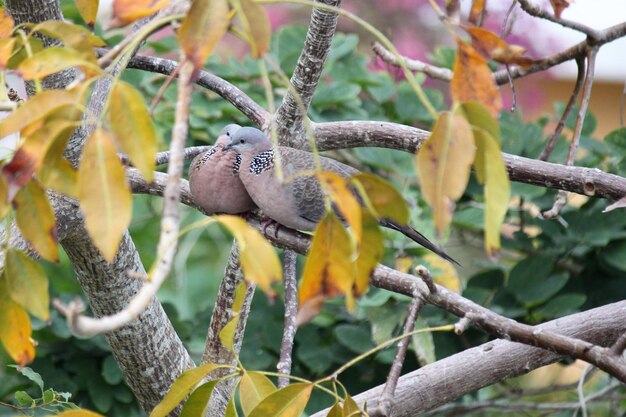 Birds perching on tree