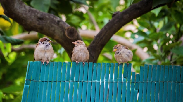 Birds perching on tree