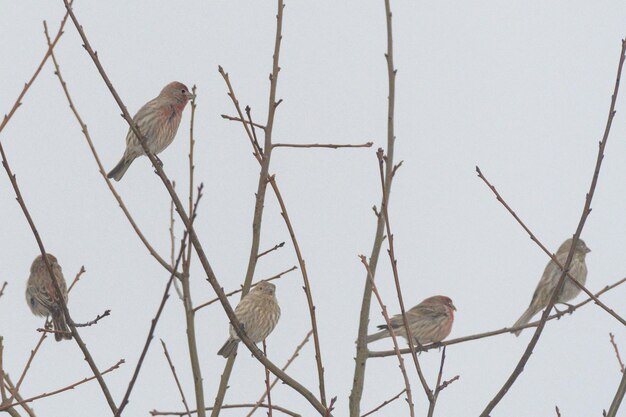 Photo birds perching on a tree