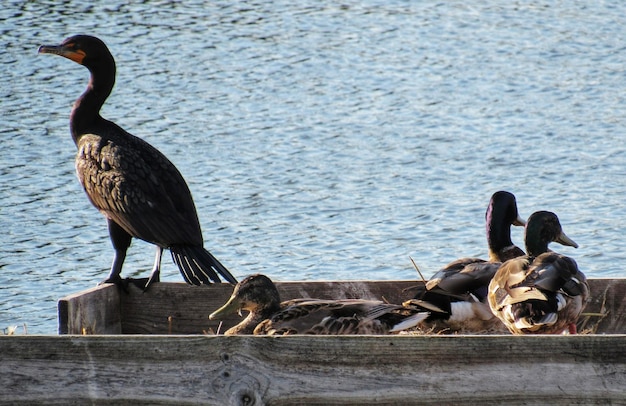 Photo birds perching on wood at lakeshore