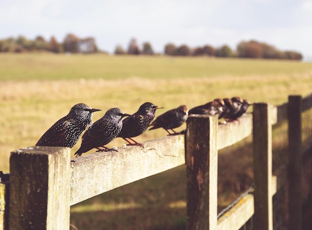 Photo birds perching on wooden fence at field