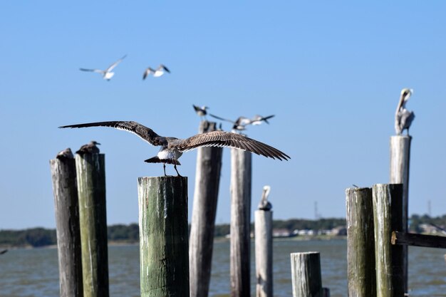 Foto uccelli appoggiati su un palo di legno sul mare contro un cielo limpido
