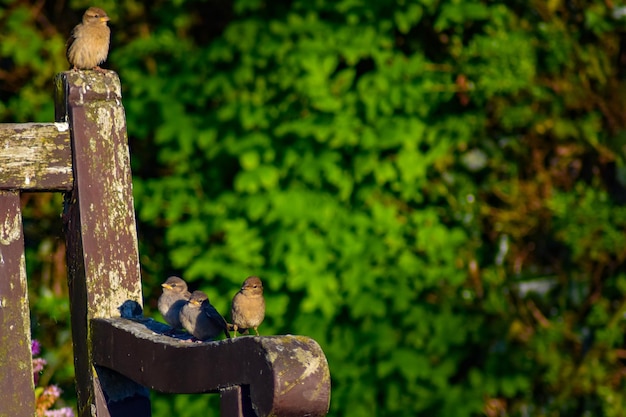 Photo birds perching on wooden post