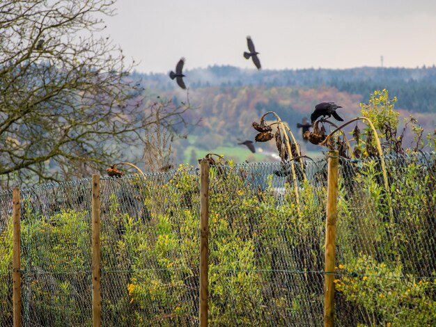 Birds perching on wooden post