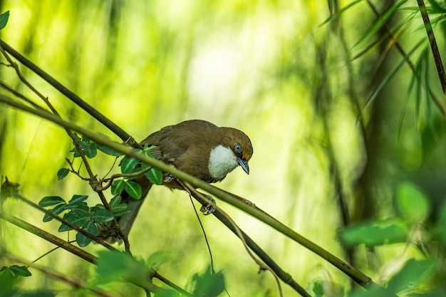 Foto uccelli fotografia catturata nella foresta