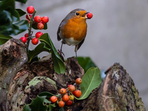 Birds photographed from my garden in winter, from sparrows, robins, mosquito nets...