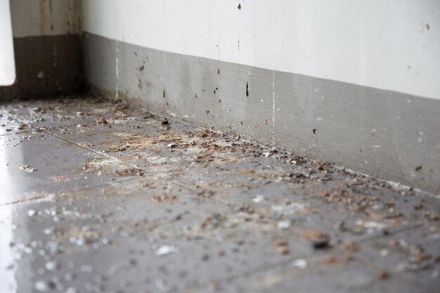 Photo birds or pigeons make floor and wall dirty by dropping a lots of poops