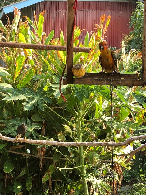 Birds in a plants