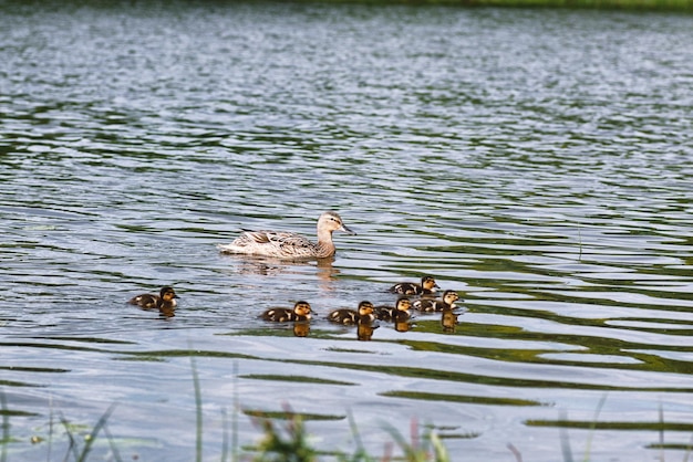 池の鳥,水辺のアヒルとハトの群れ,湖辺の移住鳥.