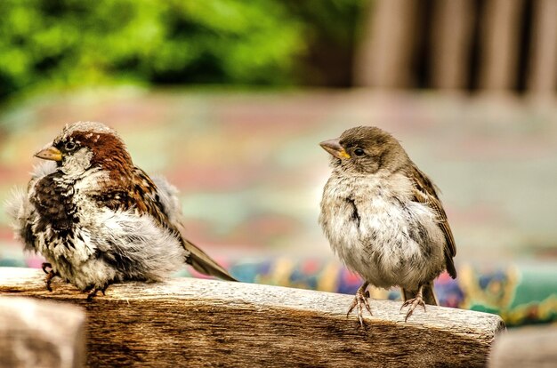 Foto piccoli uccelli - ritratto