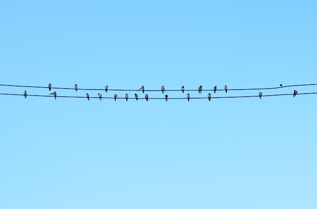 birds on power line with blue sky background 