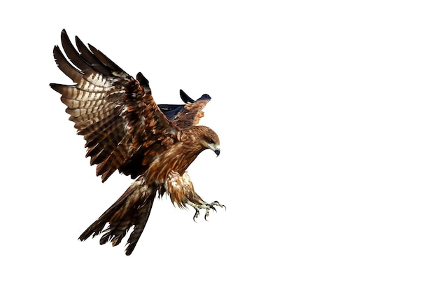 Birds of prey Black kite Milvus migrans flying isolated on a white background