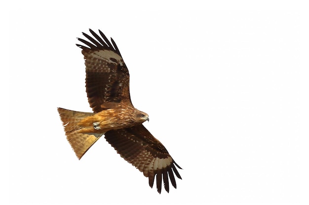 Birds of prey Black kite Milvus migrans flying isolated on a white background