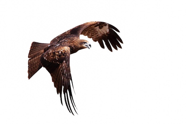 Birds of prey Black kite Milvus migrans flying isolated on a white background